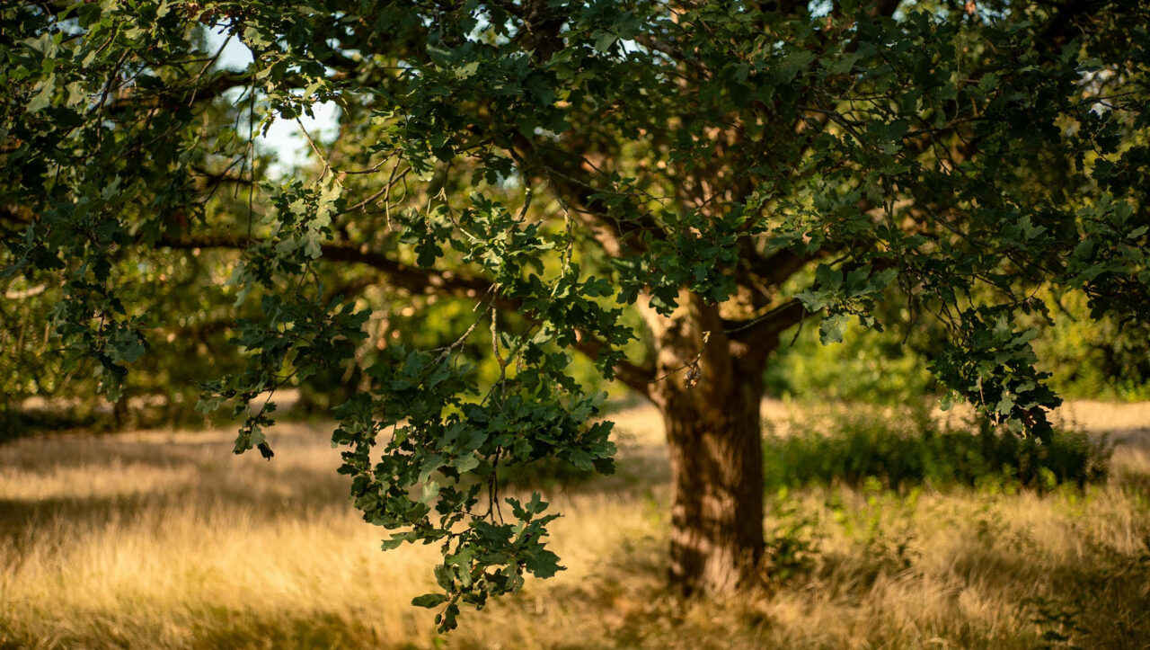 workshop gli alberi - parco di racconigi