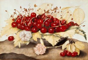 Ciliegie e garofani, dettaglio di una miniatura di Giovanna Garzoni